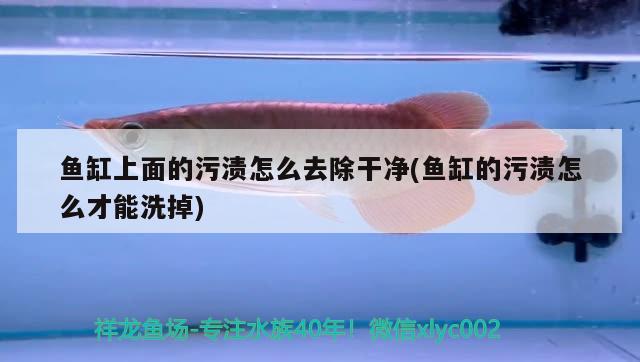 魚(yú)缸上面的污漬怎么去除干凈(魚(yú)缸的污漬怎么才能洗掉)