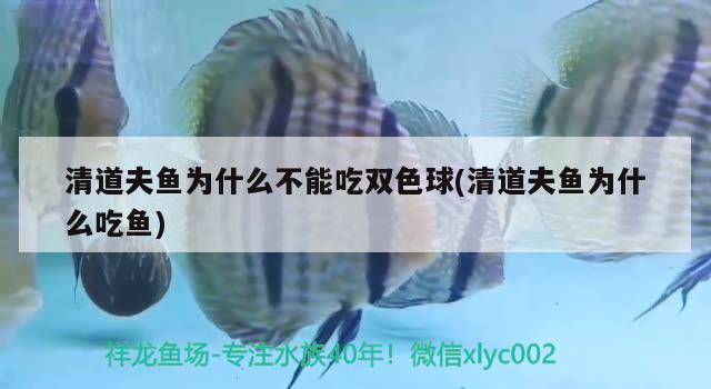 清道夫魚(yú)為什么不能吃雙色球(清道夫魚(yú)為什么吃魚(yú)) 觀賞魚(yú)