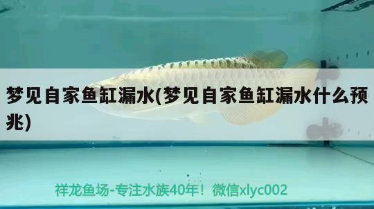 夢(mèng)見自家魚缸漏水(夢(mèng)見自家魚缸漏水什么預(yù)兆) 細(xì)線銀版魚