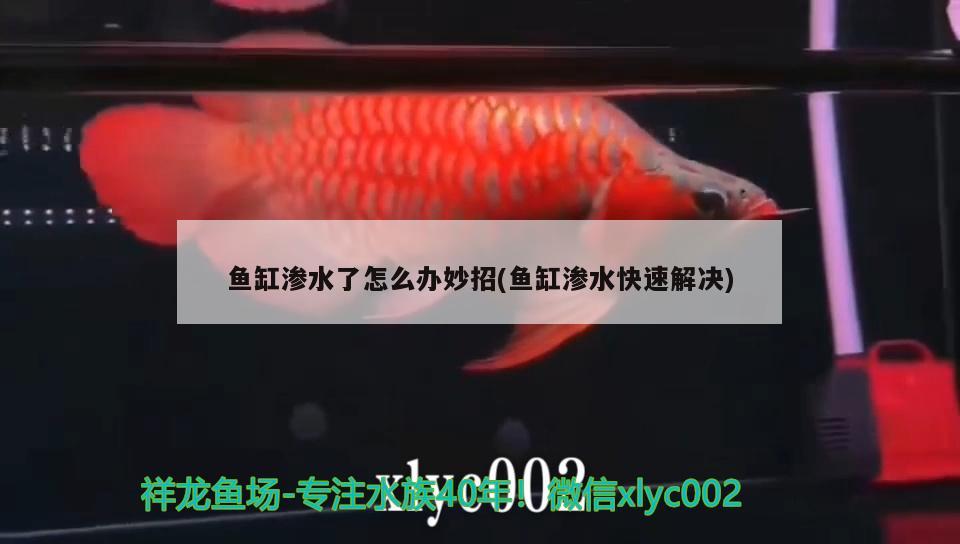 魚缸滲水了怎么辦妙招(魚缸滲水快速解決) 魚缸定做