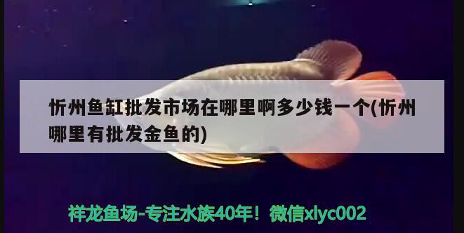 忻州魚(yú)缸批發(fā)市場(chǎng)在哪里啊多少錢一個(gè)(忻州哪里有批發(fā)金魚(yú)的)