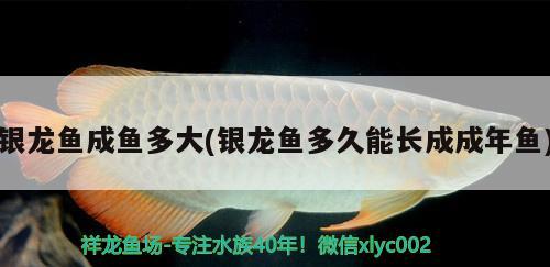 銀龍魚成魚多大(銀龍魚多久能長(zhǎng)成成年魚) 銀龍魚