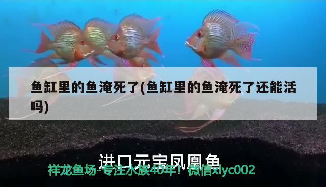 魚缸里的魚淹死了(魚缸里的魚淹死了還能活嗎) 肺魚 第2張