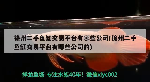 徐州二手魚缸交易平臺有哪些公司(徐州二手魚缸交易平臺有哪些公司的) 馬拉莫寶石魚苗