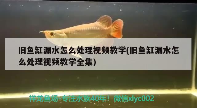 舊魚缸漏水怎么處理視頻教學(xué)(舊魚缸漏水怎么處理視頻教學(xué)全集) 印尼虎苗