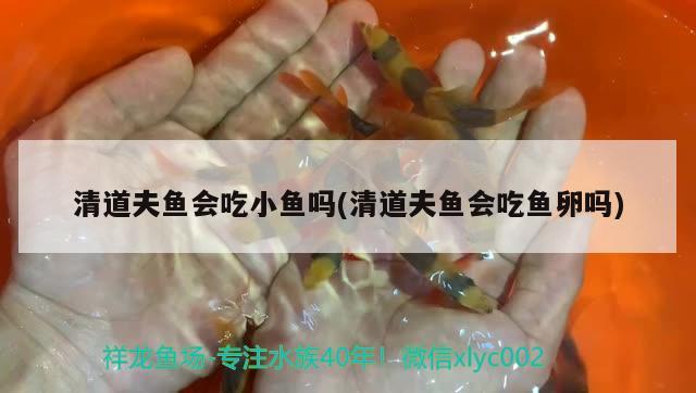 清道夫魚會吃小魚嗎(清道夫魚會吃魚卵嗎) 觀賞魚