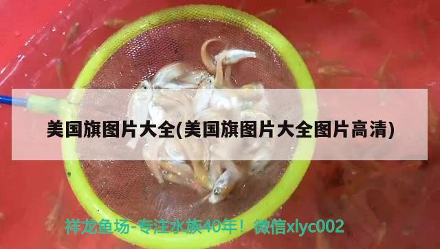 美國旗圖片大全(美國旗圖片大全圖片高清) 觀賞魚