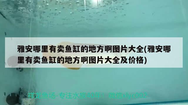 雅安哪里有賣魚(yú)缸的地方啊圖片大全(雅安哪里有賣魚(yú)缸的地方啊圖片大全及價(jià)格)