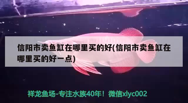 信陽市賣魚缸在哪里買的好(信陽市賣魚缸在哪里買的好一點(diǎn)) 白子銀龍魚苗