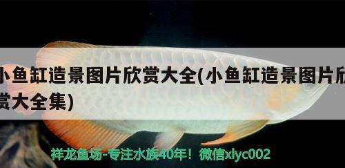 小魚缸造景圖片欣賞大全(小魚缸造景圖片欣賞大全集) 藍(lán)底過背金龍魚