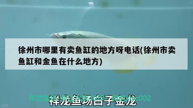 徐州市哪里有賣(mài)魚(yú)缸的地方呀電話(huà)(徐州市賣(mài)魚(yú)缸和金魚(yú)在什么地方)