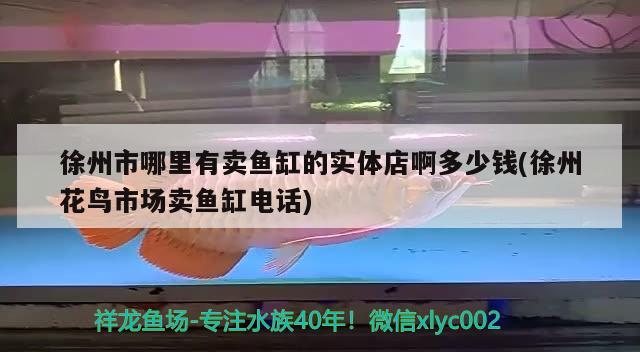 徐州市哪里有賣魚缸的實體店啊多少錢(徐州花鳥市場賣魚缸電話)