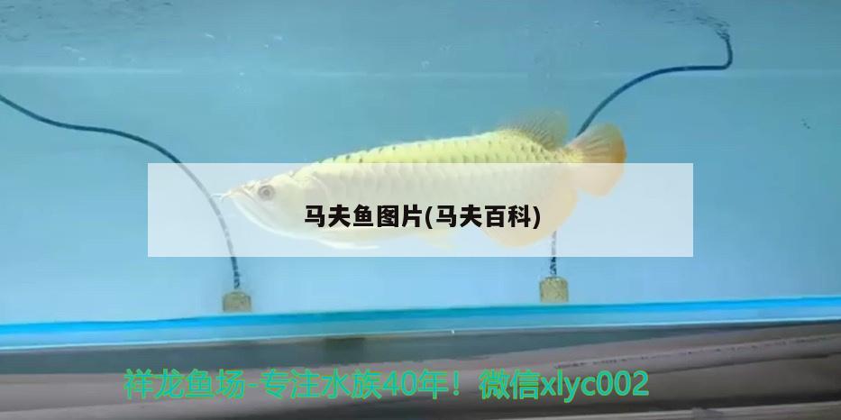 馬夫魚圖片(馬夫百科)