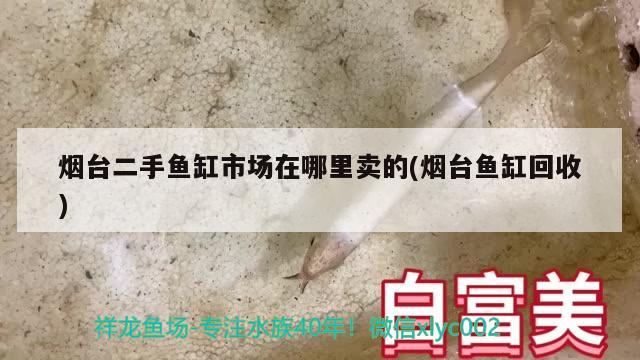 煙臺二手魚缸市場在哪里賣的(煙臺魚缸回收)