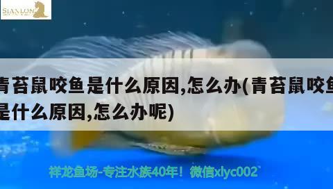 青苔鼠咬魚是什么原因,怎么辦(青苔鼠咬魚是什么原因,怎么辦呢) 觀賞魚