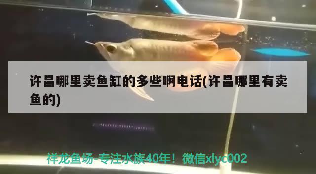 許昌哪里賣魚缸的多些啊電話(許昌哪里有賣魚的) 印尼小紅龍