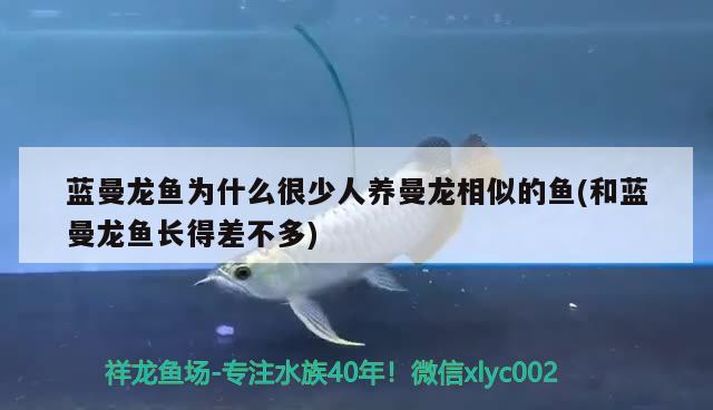 藍(lán)曼龍魚(yú)為什么很少人養(yǎng)曼龍相似的魚(yú)(和藍(lán)曼龍魚(yú)長(zhǎng)得差不多) 觀賞魚(yú)