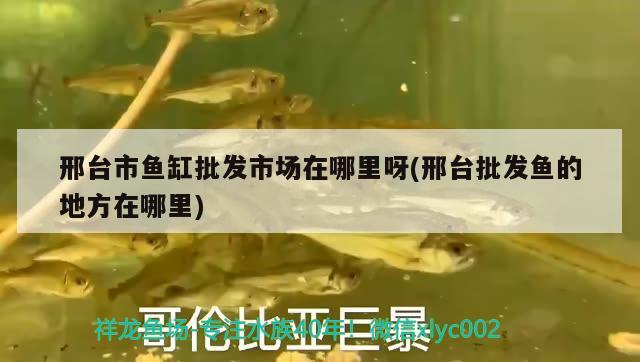 邢臺市魚缸批發(fā)市場在哪里呀(邢臺批發(fā)魚的地方在哪里) 三間鼠魚苗