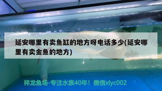 延安哪里有賣魚缸的地方呀電話多少(延安哪里有賣金魚的地方)