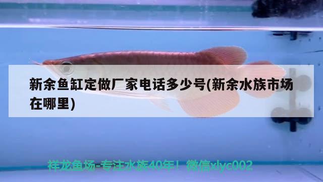 新余魚缸定做廠家電話多少號(新余水族市場在哪里) 帝王血鉆魚