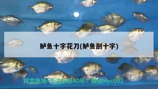 鱸魚(yú)十字花刀(鱸魚(yú)剖十字) 觀賞魚(yú)