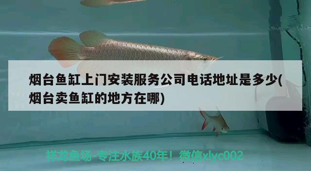 煙臺(tái)魚缸上門安裝服務(wù)公司電話地址是多少(煙臺(tái)賣魚缸的地方在哪) 皇冠黑白魟魚