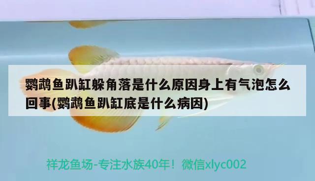 鸚鵡魚趴缸躲角落是什么原因身上有氣泡怎么回事(鸚鵡魚趴缸底是什么病因) 鸚鵡魚