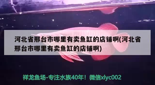 河北省邢臺(tái)市哪里有賣魚缸的店鋪啊(河北省邢臺(tái)市哪里有賣魚缸的店鋪啊) 南美異型魚