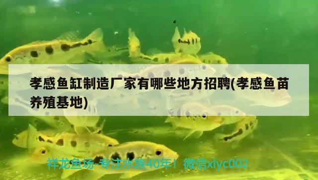 孝感魚缸制造廠家有哪些地方招聘(孝感魚苗養(yǎng)殖基地) 月光鴨嘴魚