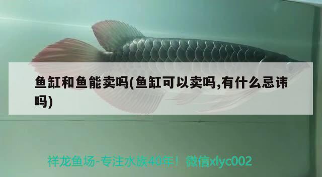 魚缸和魚能賣嗎(魚缸可以賣嗎,有什么忌諱嗎) 魚缸風水