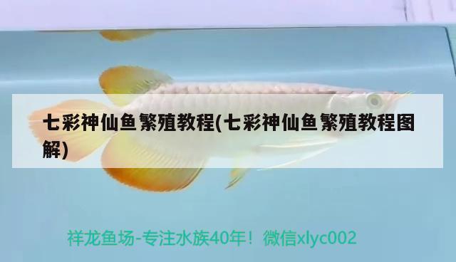 七彩神仙魚繁殖教程(七彩神仙魚繁殖教程圖解)