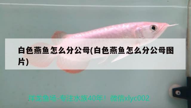 白色燕魚怎么分公母(白色燕魚怎么分公母圖片) 觀賞魚