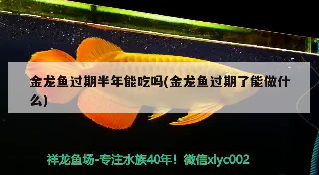 金龍魚(yú)過(guò)期半年能吃嗎(金龍魚(yú)過(guò)期了能做什么) 觀賞魚(yú)