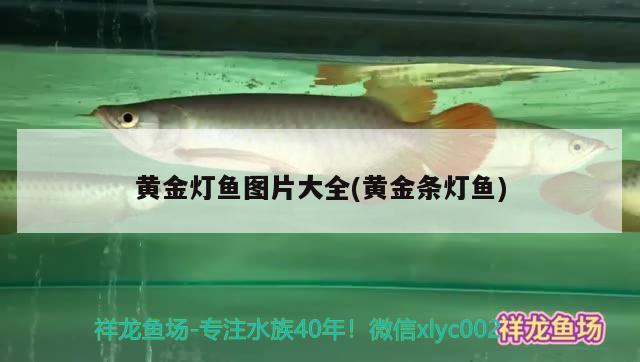 黃金燈魚圖片大全(黃金條燈魚) 觀賞魚