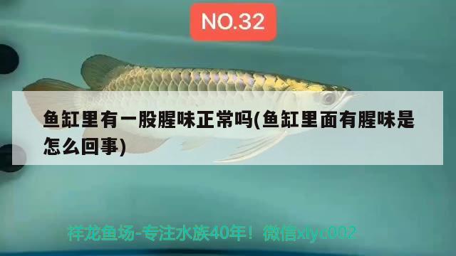 魚缸里有一股腥味正常嗎(魚缸里面有腥味是怎么回事) 白子球鯊魚