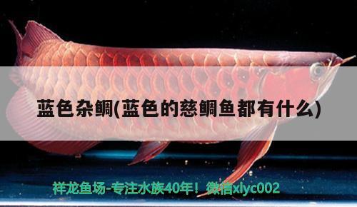 藍(lán)色雜鯛(藍(lán)色的慈鯛魚都有什么) 觀賞魚