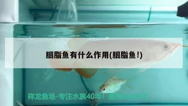 胭脂魚有什么作用(胭脂魚!)