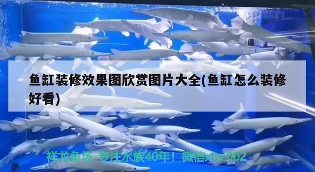 魚缸裝修效果圖欣賞圖片大全(魚缸怎么裝修好看)