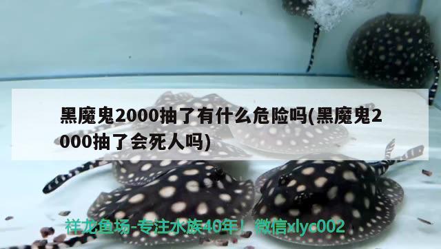 黑魔鬼2000抽了有什么危險嗎(黑魔鬼2000抽了會死人嗎) 觀賞魚