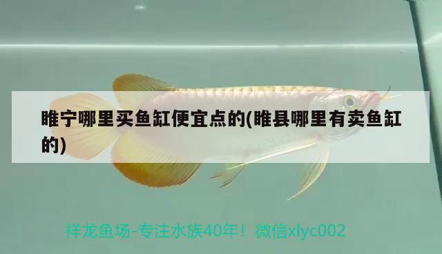 睢寧哪里買魚缸便宜點的(睢縣哪里有賣魚缸的)