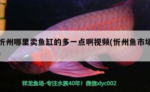 忻州哪里賣(mài)魚(yú)缸的多一點(diǎn)啊視頻(忻州魚(yú)市場(chǎng)) 狗頭魚(yú)