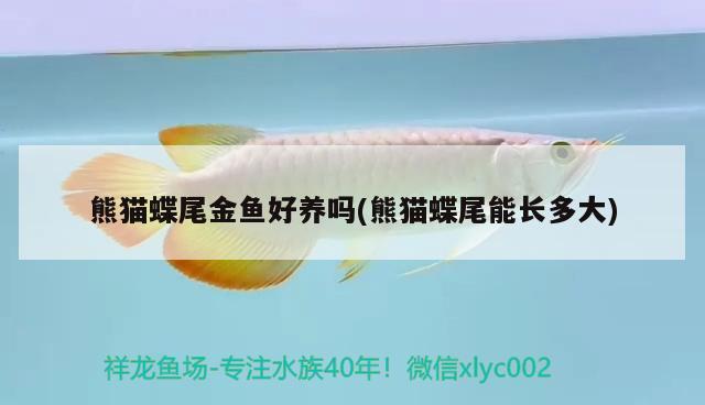 熊貓蝶尾金魚好養(yǎng)嗎(熊貓蝶尾能長多大)