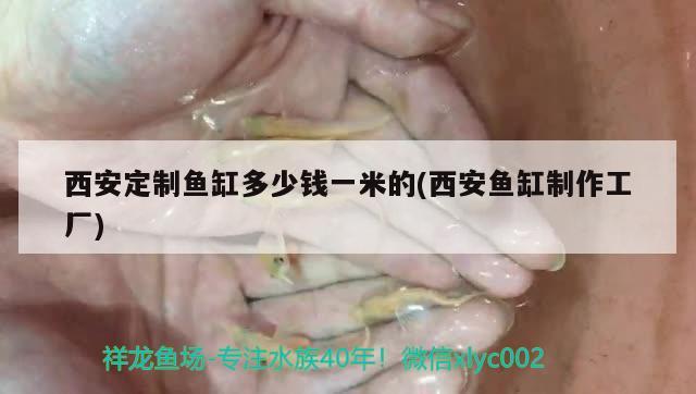 西安定制魚缸多少錢一米的(西安魚缸制作工廠)