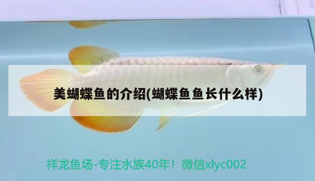 美蝴蝶魚的介紹(蝴蝶魚魚長什么樣) 蝴蝶鯉