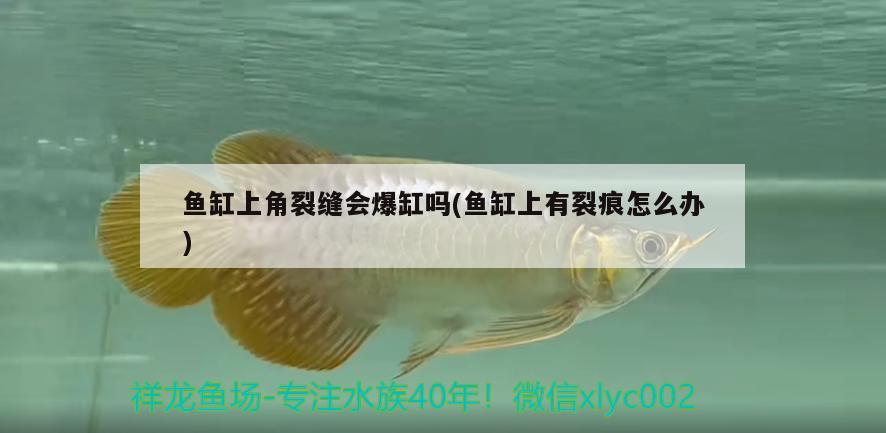 魚缸上角裂縫會爆缸嗎(魚缸上有裂痕怎么辦)