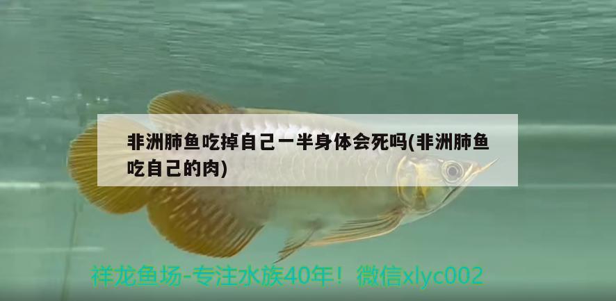 非洲肺魚吃掉自己一半身體會(huì)死嗎(非洲肺魚吃自己的肉)