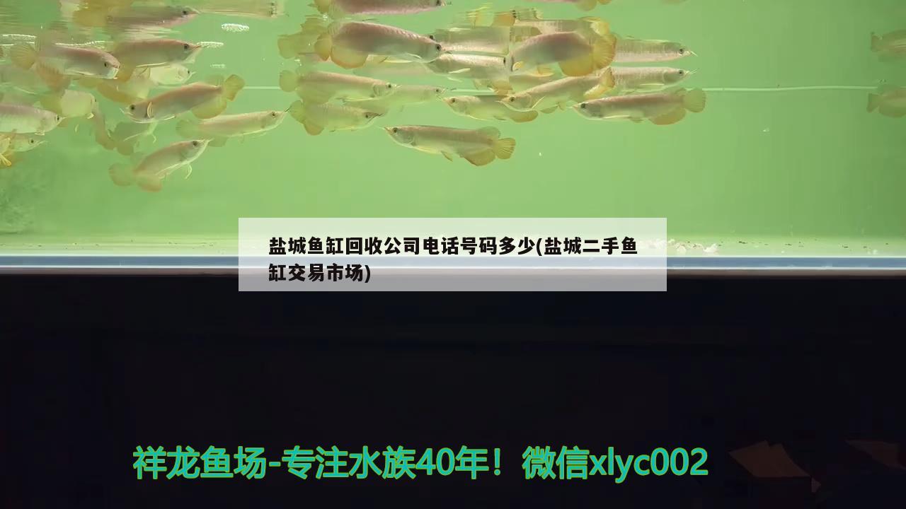 鹽城魚缸回收公司電話號(hào)碼多少(鹽城二手魚缸交易市場(chǎng))