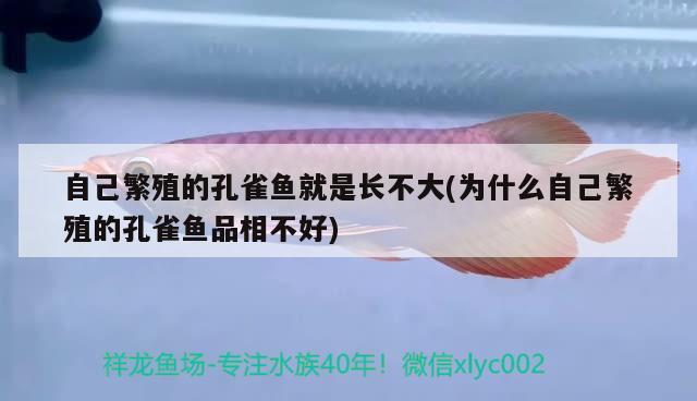 自己繁殖的孔雀魚(yú)就是長(zhǎng)不大(為什么自己繁殖的孔雀魚(yú)品相不好)