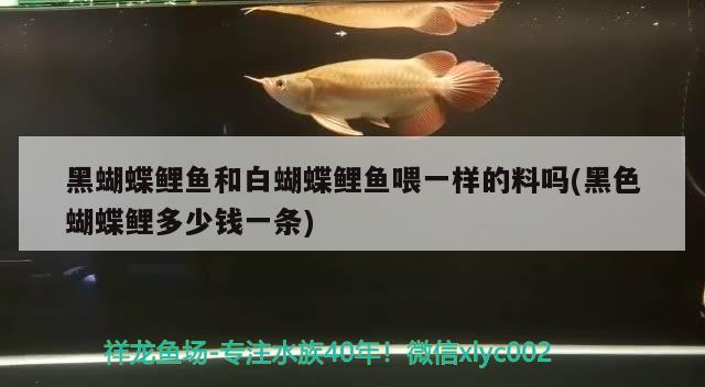 黑蝴蝶鯉魚和白蝴蝶鯉魚喂一樣的料嗎(黑色蝴蝶鯉多少錢一條)