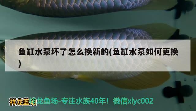 魚缸水泵壞了怎么換新的(魚缸水泵如何更換)